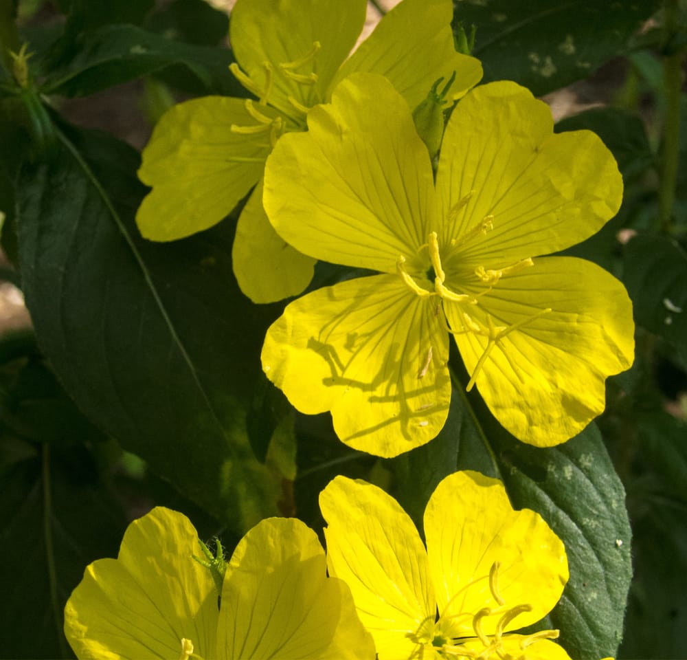 Evening Primrose